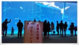 黒潮大水槽＠いおワールド かごしま水族館