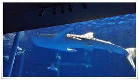 ジンベエザメ@いおワールド かごしま水族館 ジンベエザメ@いおワールド かごしま水族館