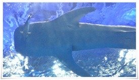 真下からのジンベエザメ＠かごしま水族館
