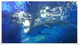 かごしま水族館＠鹿児島市本港新町のジンベエザメが半端ないデカさでした！鹿児島旅行 其の弐