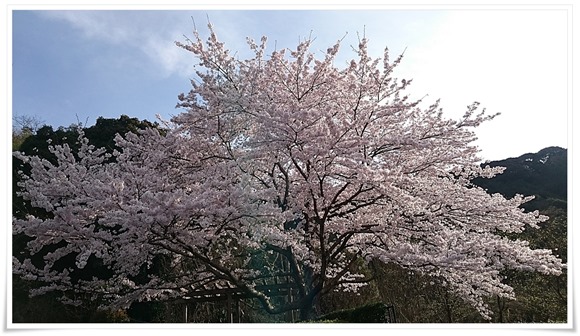 どこぞの満開の桜