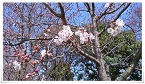 二分咲き＠高炉台公園で花見