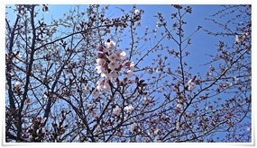 ちょいと桜＠高炉台公園で花見