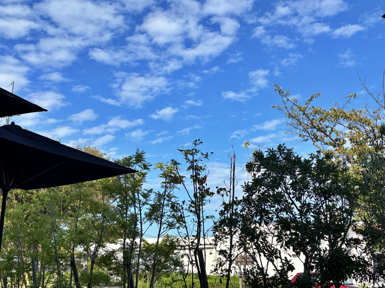 テラス席から見た空。パラソルの向こうに木々と青空